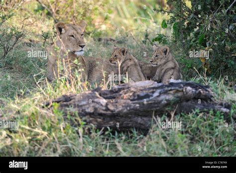 East African Lion Massai Lion Panthera Leo Nubica Lioness Nursing