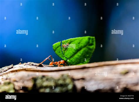 Ants are carrying on leaves Stock Photo - Alamy