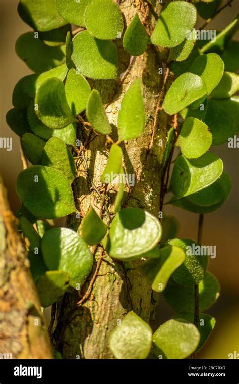 Drymoglossum Piloselloides Fotograf As E Im Genes De Alta Resoluci N