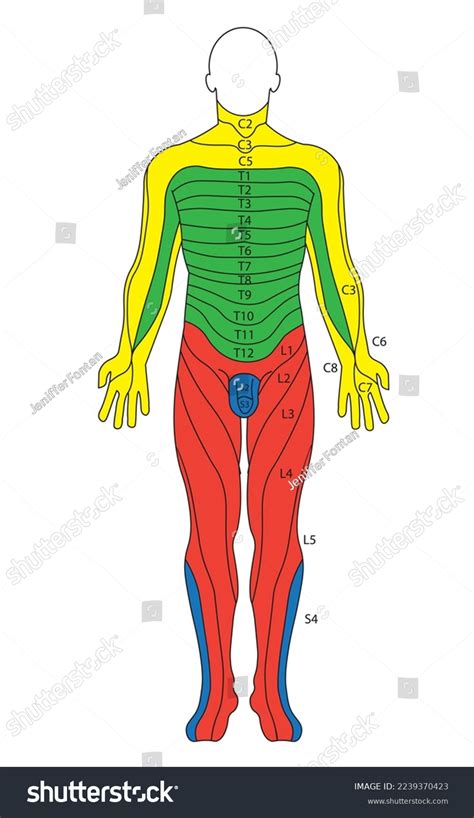 Dermatomes Diagram Correlation Nerves Skin Position Stock Vector The