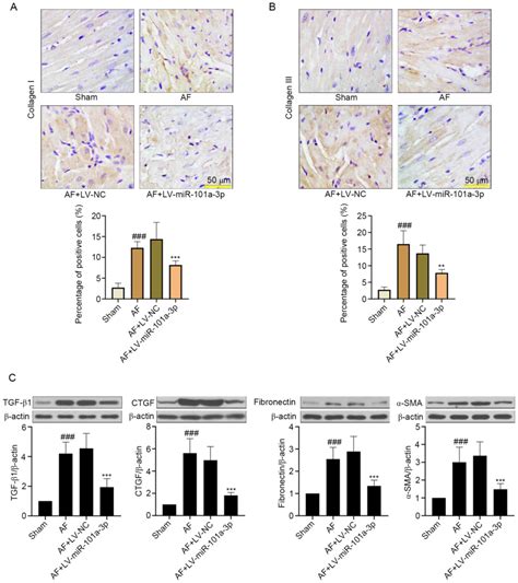 Mir A P Overexpression Prevents Acetylcholinecacl Induced