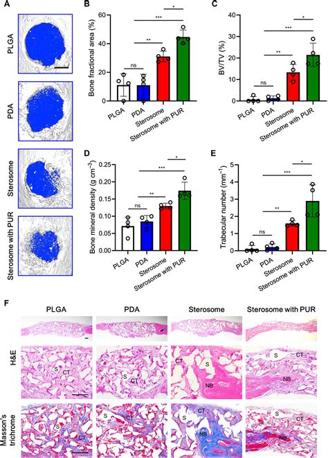 Smoothened Agonist Sterosome Immobilized Hybrid Scaffold For Bone