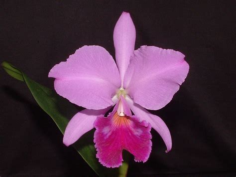 Cattleya Labiata Rubra Orchideen Wichmann