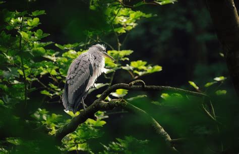 40 000 Free Hot Blonde Big Boobs Woman Images Pixabay