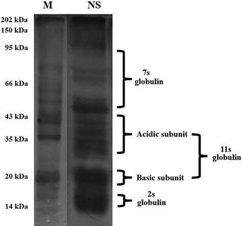 Sodium Dodecyl Sulphatepolyacrylamide Gel Electrophoresis Sdspage