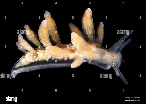 Nudibranch Eubranchus Rupium Nudibranquios Son Shell Menos Moluscos