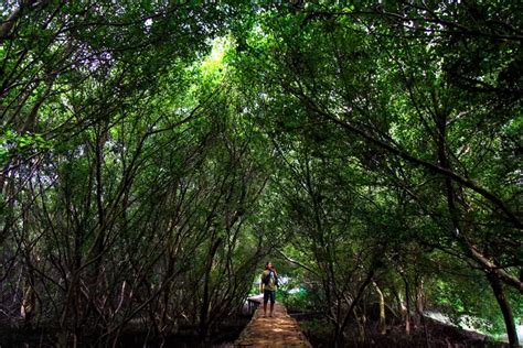 Peran Penting Dan Manfaat Hutan Mangrove Bagi Kehidupan Manusia Sewaktu