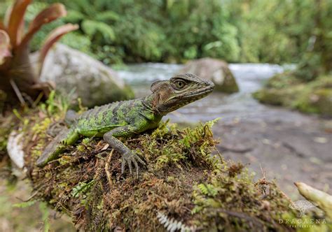 Western Basilisk | ⒺⓈⓅ - Basilisco de cabeza roja o basilisc… | Flickr