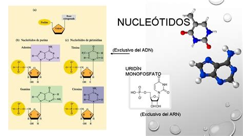 Los Cidos Nucleicos Las Instrucciones De La Vida