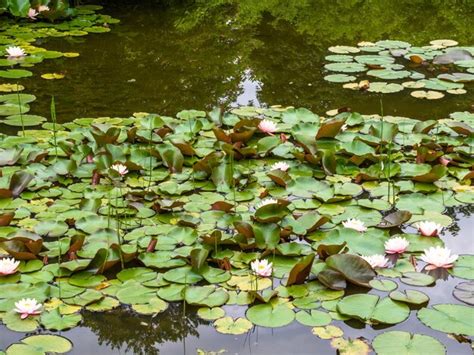 Premium Photo Closeup Blooming Water Lilies Or Lotus Flowers With