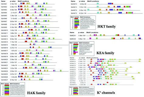 Conserved Motif Analysis Of K Transporter Hak Hkt And Kea And