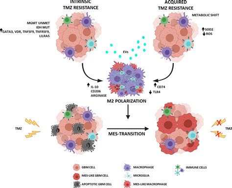 Frontiers Revisiting The Immunological Aspects Of Temozolomide