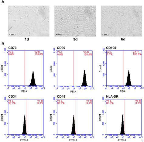 Huc Msc Identification A Light Microscopy Images Showing The