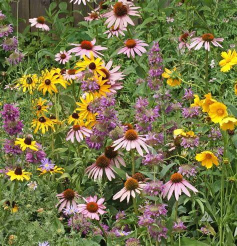 Eastern Pollinator Native Seed Mix Holland Wildflower Farm