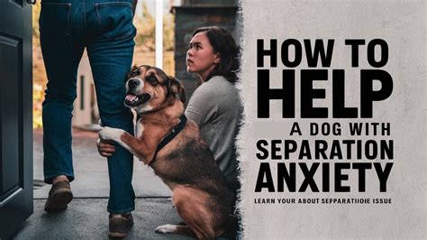 How To Help A Dog With Separation Anxiety 10 Tips To Stop Separation