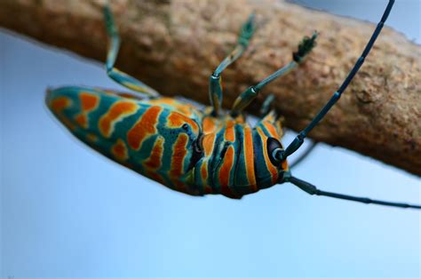 Jewel Longhorn Beetle Sternotomis Bohemani One Nice Bug Per Day