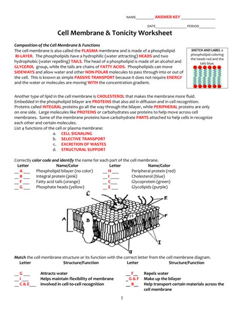 Cell Membrane Structure And Function Worksheet Answer Key Function