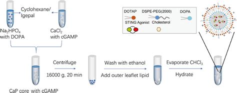 STING Agonist Delivery By Lipid Calcium Phosphate Nanoparticles