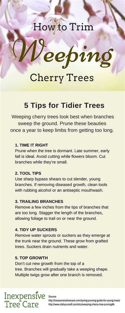 How to Trim a Weeping Cherry Tree | Inexpensive Tree Care