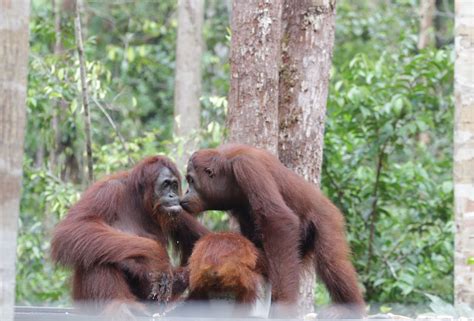 Taman Nasional Tanjung Puting Diusulkan Jadi New Bali Ke 11 PONTAS ID