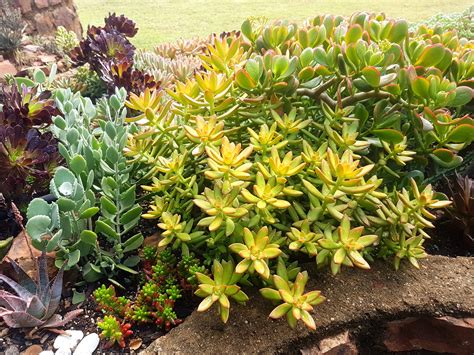 Golden Sedum Sedum Adolphi Succulent Shop Nursery South Africa Buy