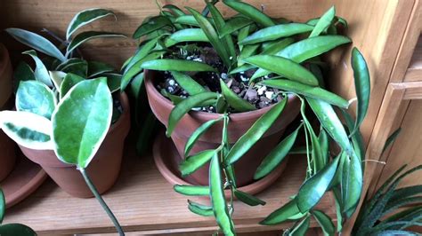 Plant Collection: Updated Hoya Collection, 2 Rare Hoyas:) and Hoya ...