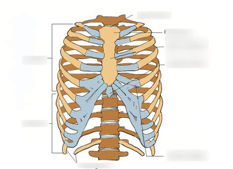 ribs Diagram | Quizlet