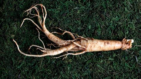 Ginseng Health Benefits Facts And Research Artofit