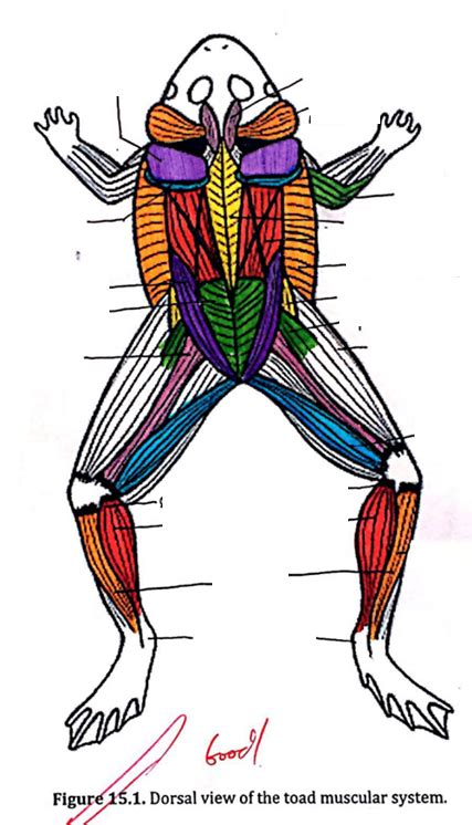 Muscular System Of A Frog