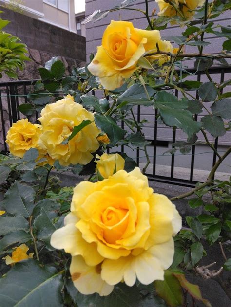 庭の花たち 雑感日記