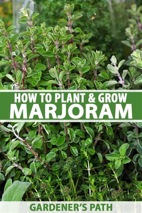 How To Plant And Grow Marjoram Gardeners Path