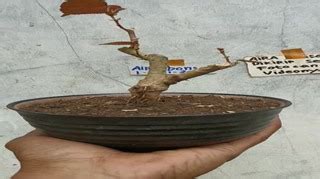 Jual Bahan Bonsai Waru Merah Shopee Indonesia