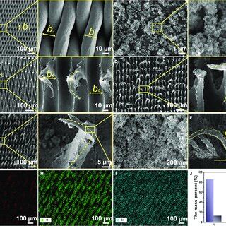 The Surface Micro Morphology And Element Composition Sem Images Of A