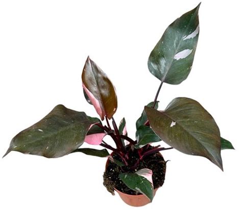 Philodendron Pink Princess Plant Wholesale Floraccess