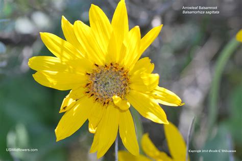 Us Wildflowers Database Of Yellow Wildflowers For Idaho