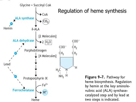 Ppt Metabolism Of Heme Powerpoint Presentation Free Download Id3358493