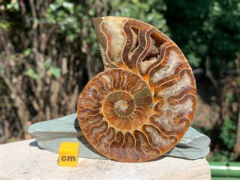 Fossilized Ammonite Half Marine Animal 100 Genuine Specimen Etsy