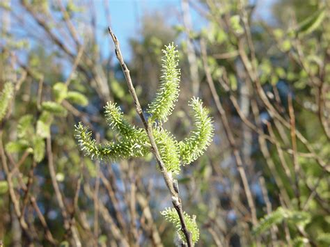 Salix Discolor Pussy Willow Go Botany