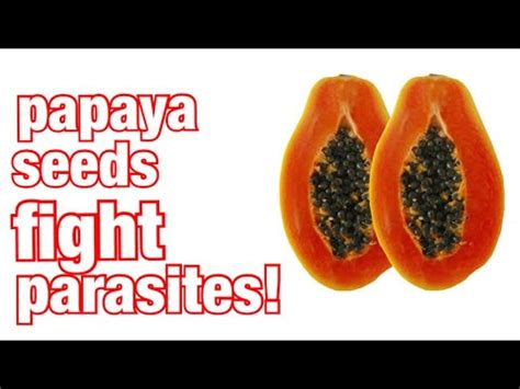 Eat Papaya Seeds For Parasite Cleanse Part Of Youtube