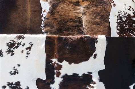 How Do You Hang A Cowhide Without Nails You Ask Do You Like The Look