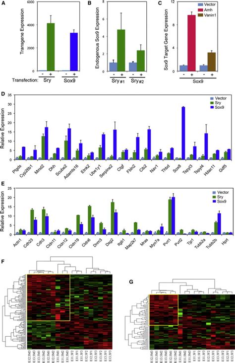 The Sex Determining Factors SRY And SOX Regulate Similar Target Genes And Promote Testis Cord