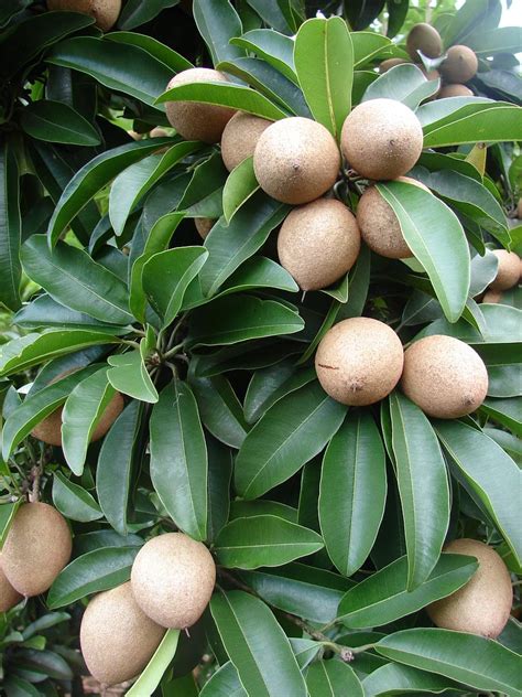 Sapodilla Manilkara Zapota Cv Alano Chico Sapote Zapote Nispero Live