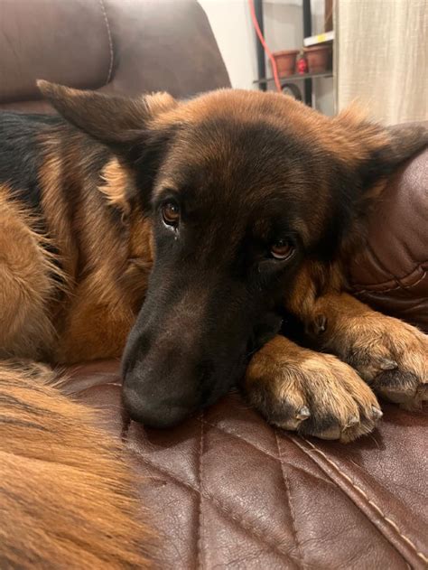 Pin By Vyshnavi Kishore On Duke German Shepherd Shepherd German