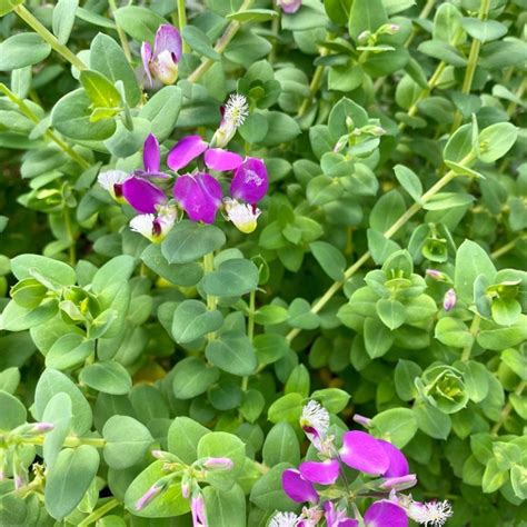 Polygala fruticosa 'Petite Butterflies' - Alvarez Nursery