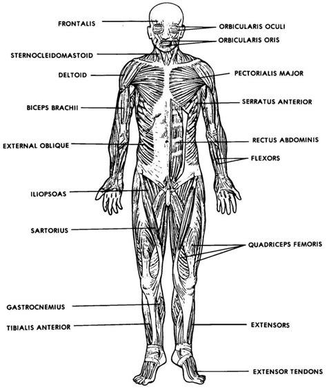 Anatomy And Physiology Printable Worksheet – Worksheets are a very ...