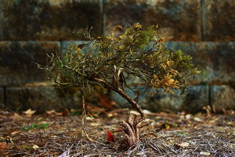 Free Images Tree Nature Forest Wilderness Branch Wood Sunlight