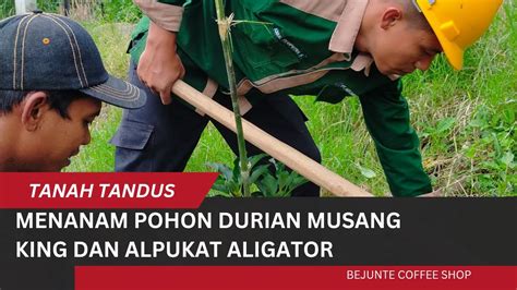 Begini Menanam Durian Musang King Di Lahan Yang Tandus YouTube