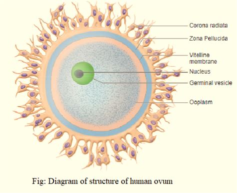 Describe The Structure Of The Human Ovum With A Neat Labelled Diagram