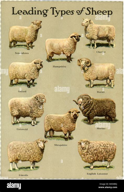 Types of Sheep Stock Photo - Alamy