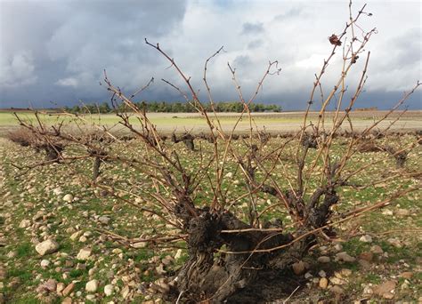 El Municipio Segoviano De Nieva Entra A Formar Parte De La Ruta Del